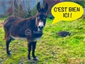 Photo numero 47811215 du bien UBI477394517